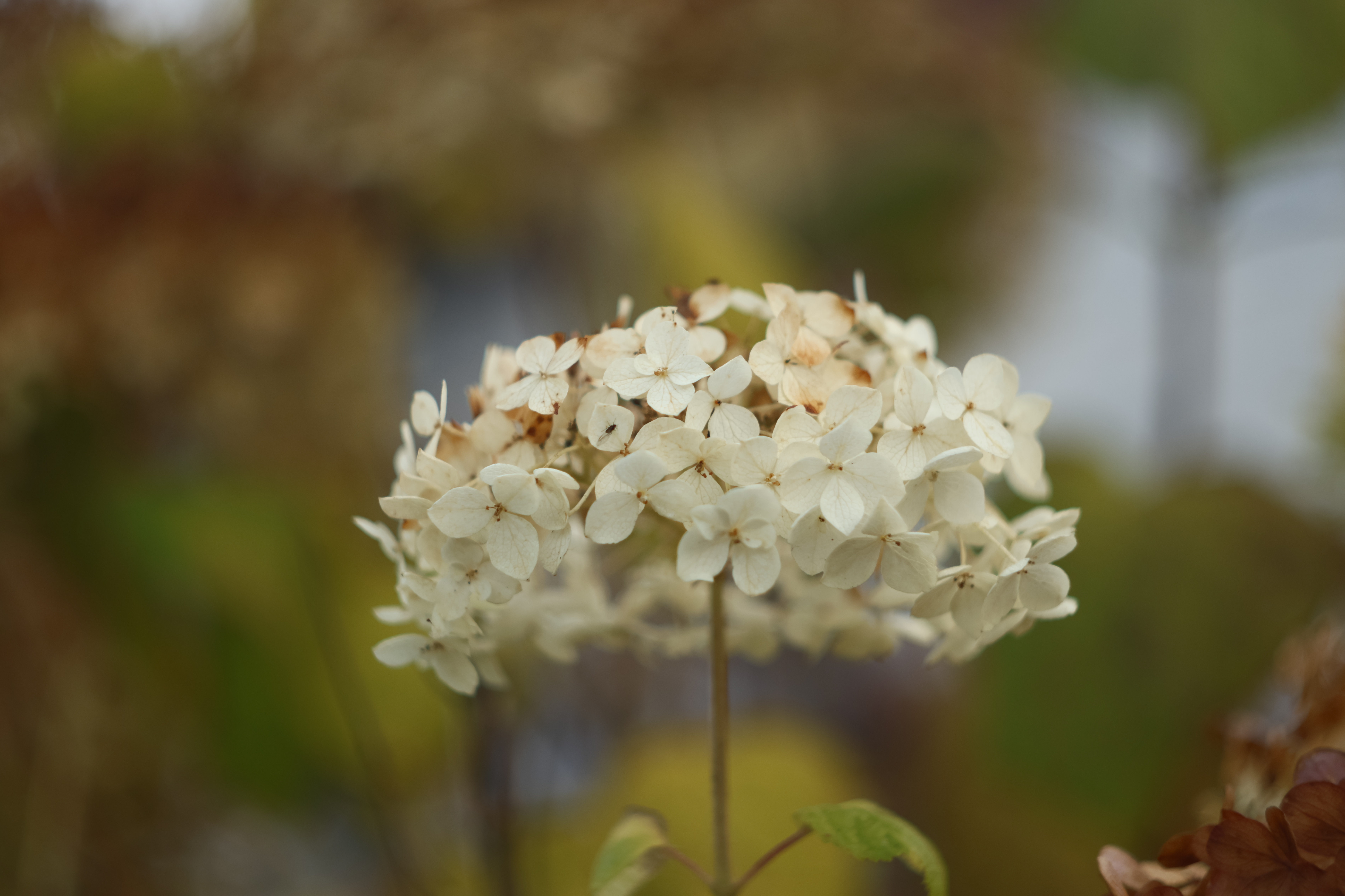 Jena Biotar 58mm f2.0 (wczesny, ~1953) (M42) - _I4A9622.JPG